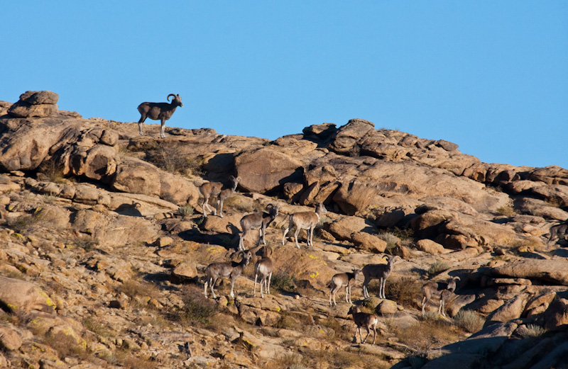 Argali